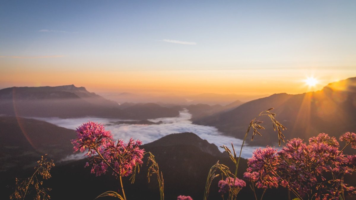 Горы и цветы Эстетика