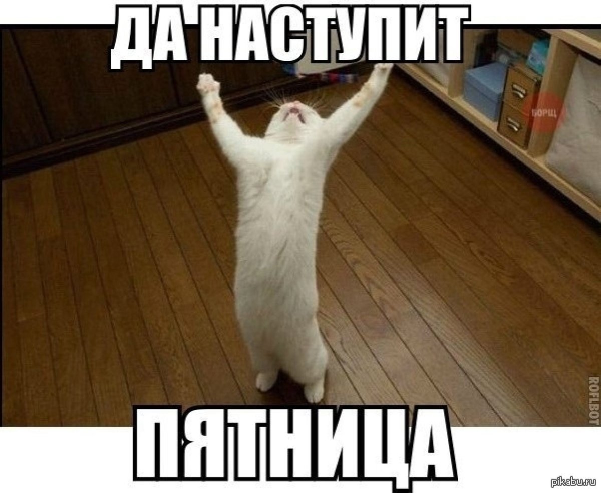 Кот поклоняется