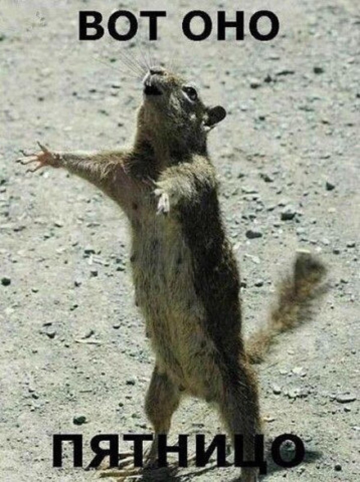 Пятница приколы