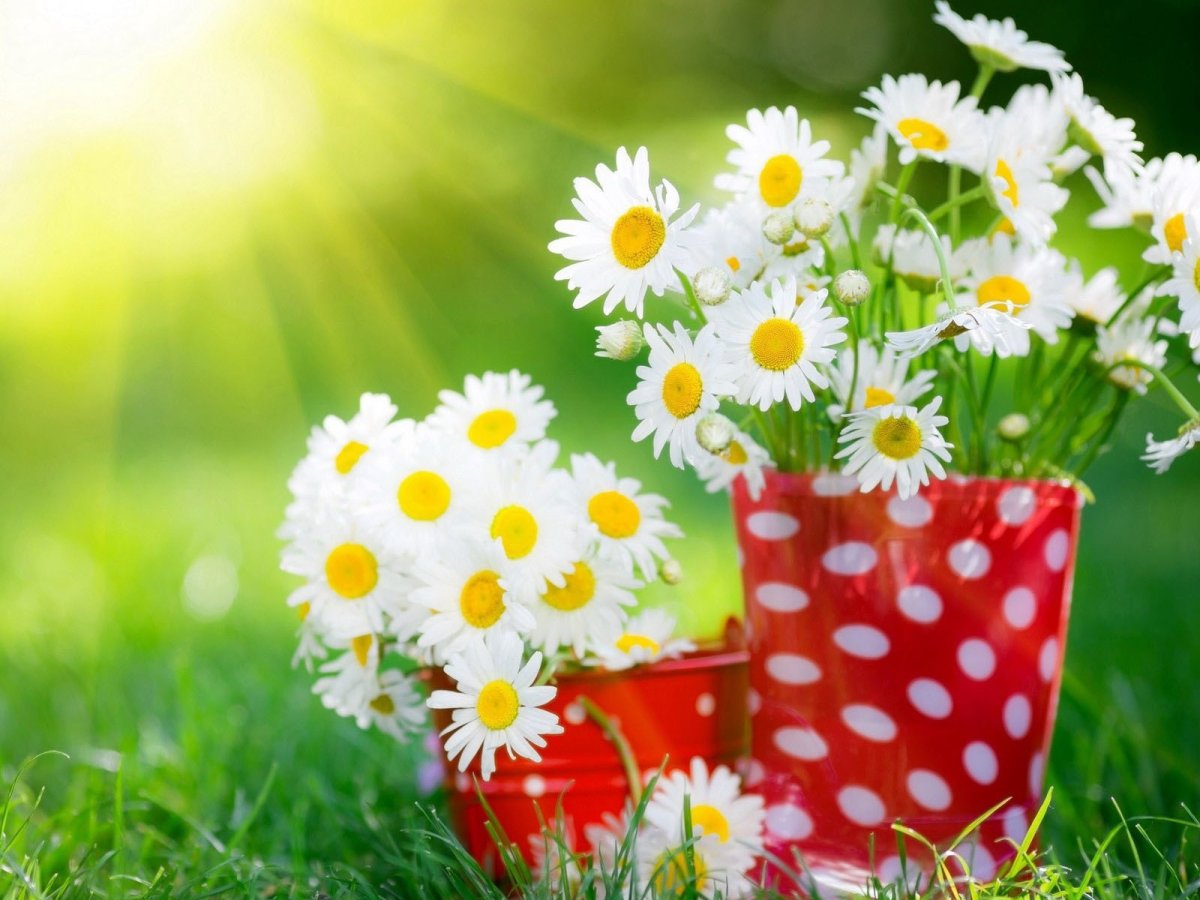 Солнечного настроения на весь день