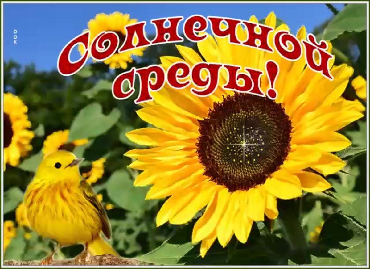 Ромашки в корзине