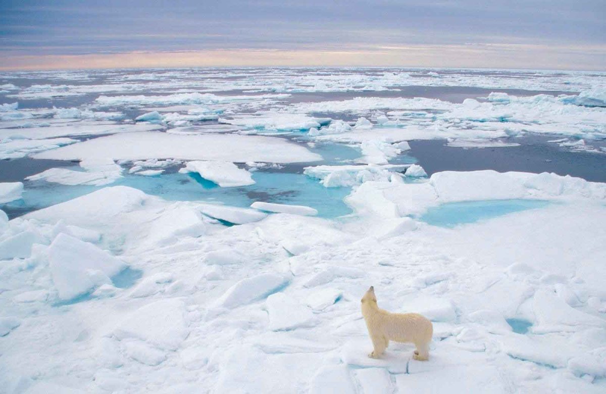 Арктические пустыни белый медведь