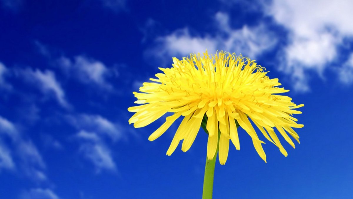 Эксперимент с одуванчиком