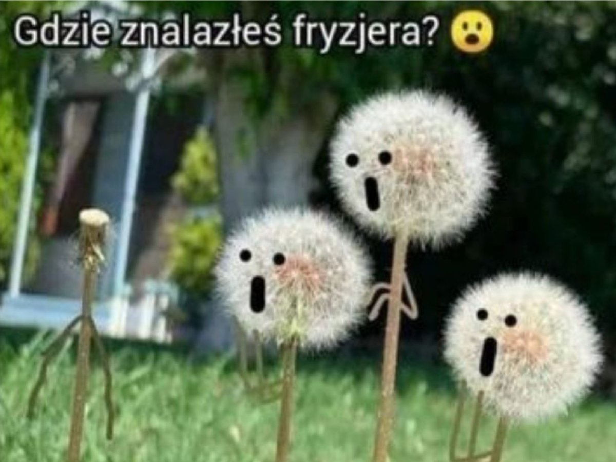 Лысый одуванчик