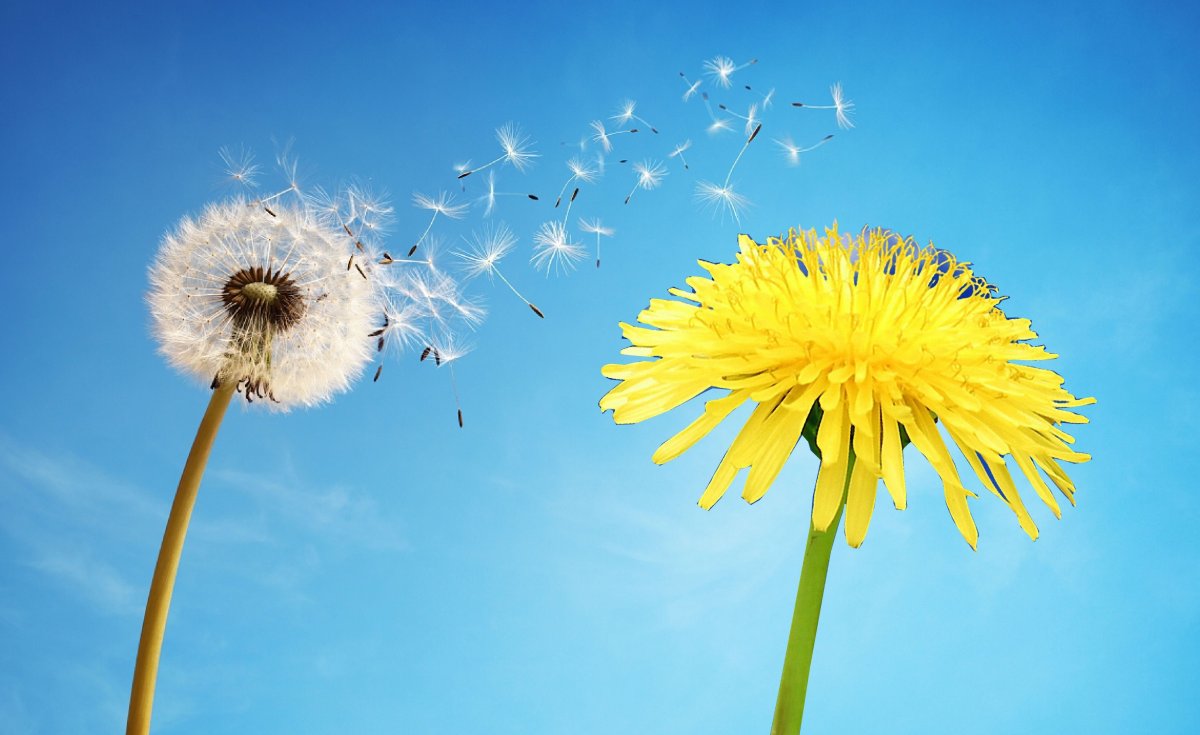 Фон одуванчики