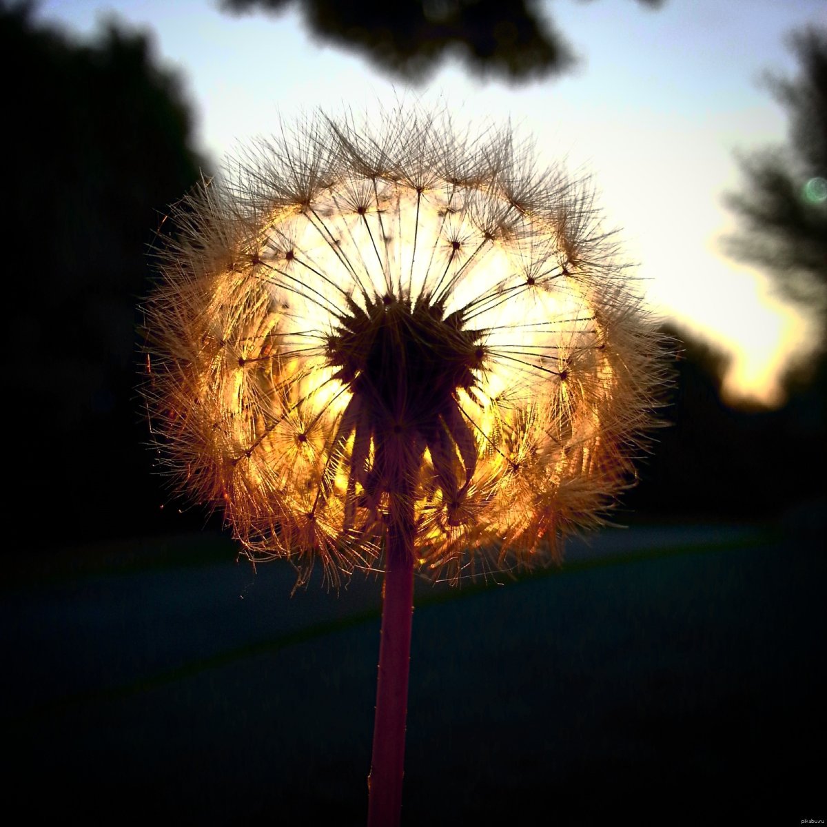 Красивые одуванчики