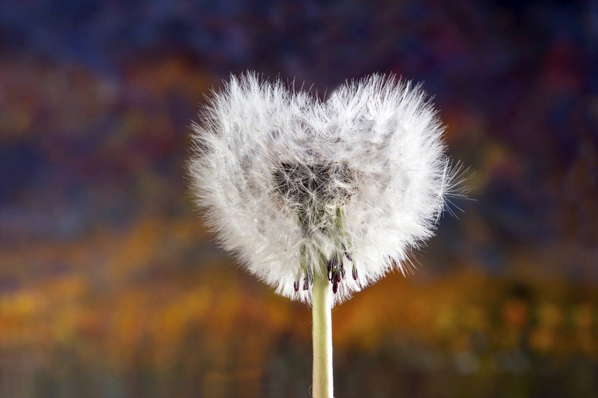 Милый одуванчик