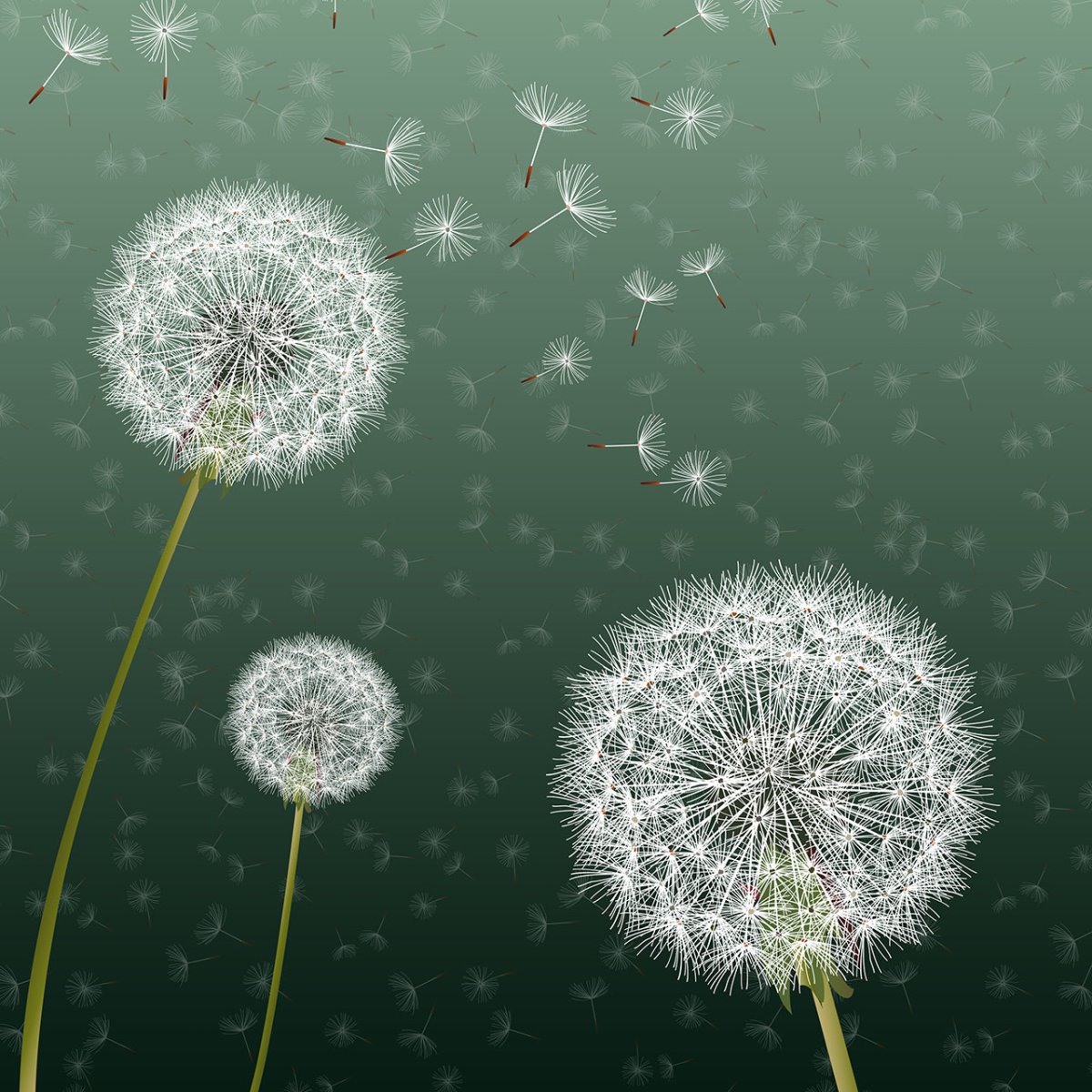 Любимые цветы одуванчики они свободные