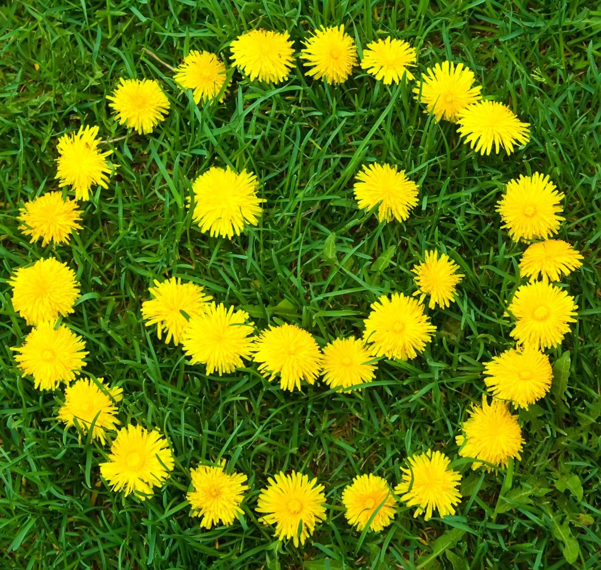 День одуванчика