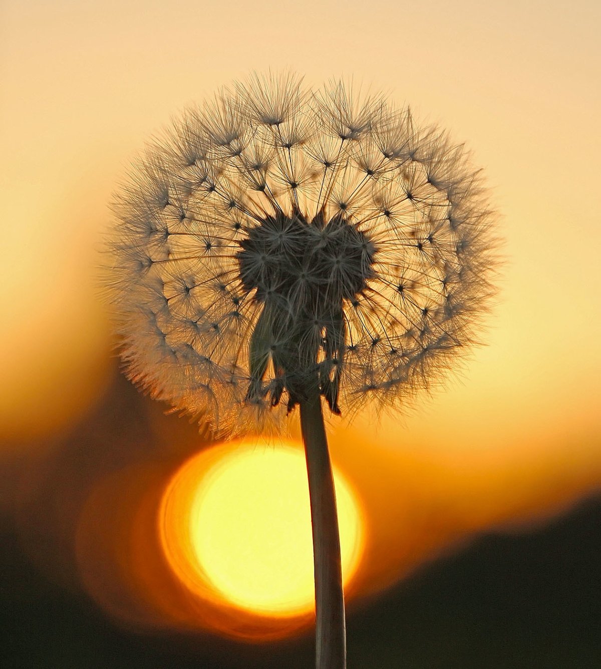 Одуванчик необыкновенный