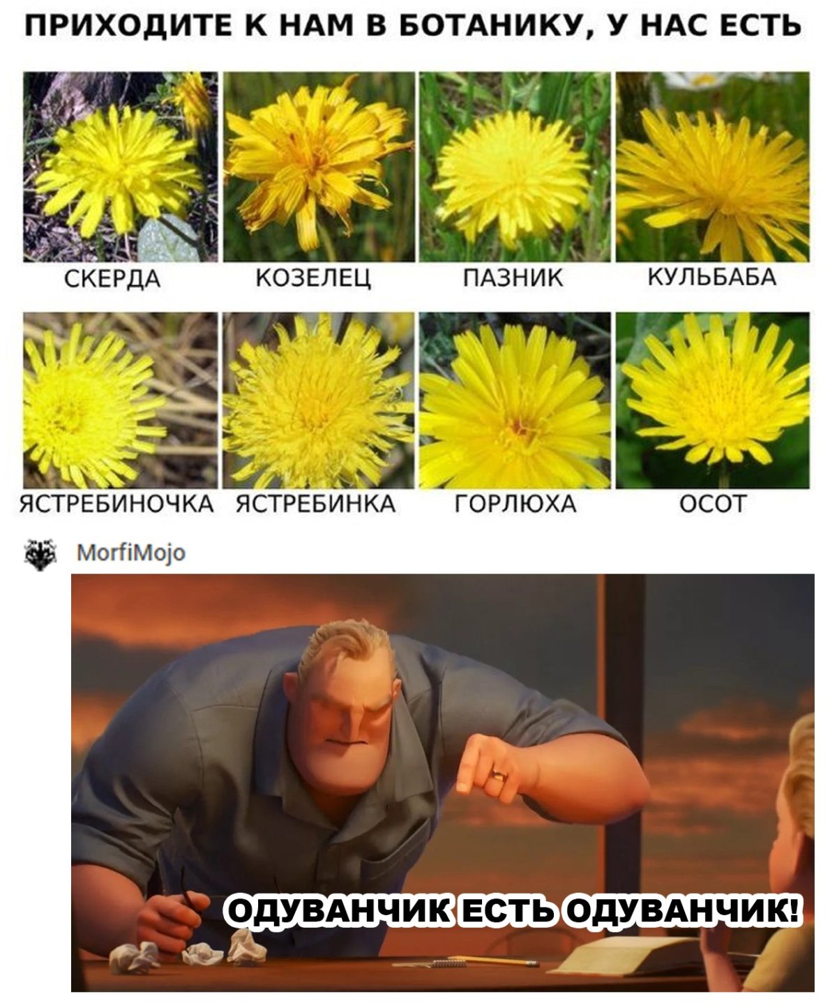 Одуванчик мемы