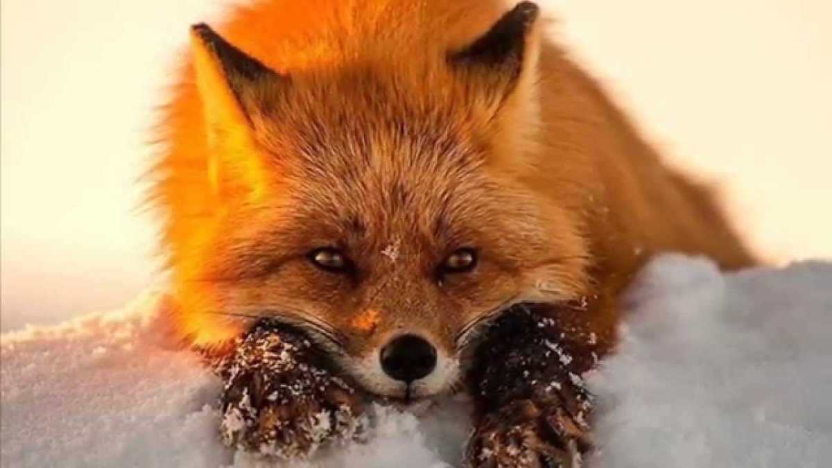 Лиса крадется