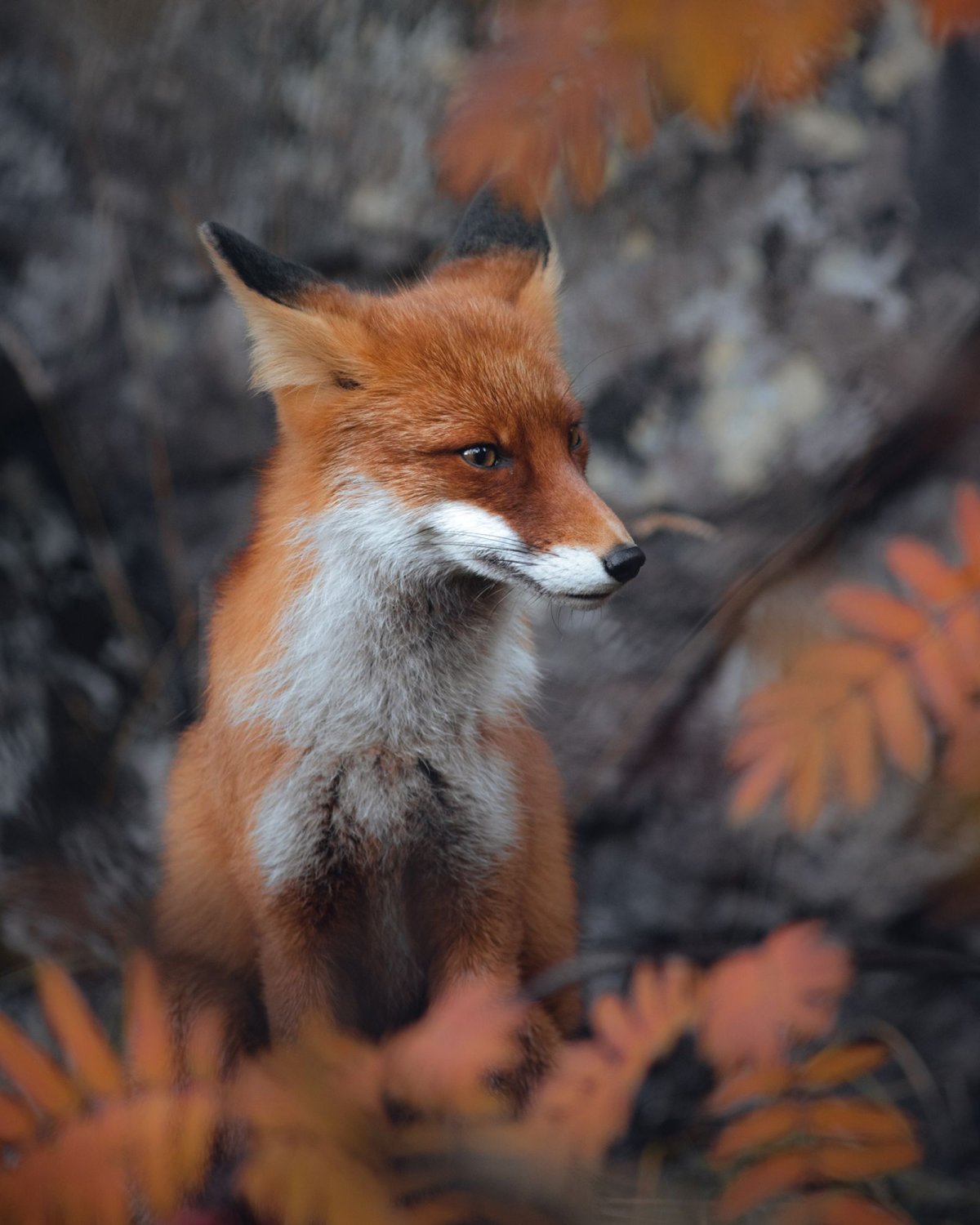 Лисичка Джунипер