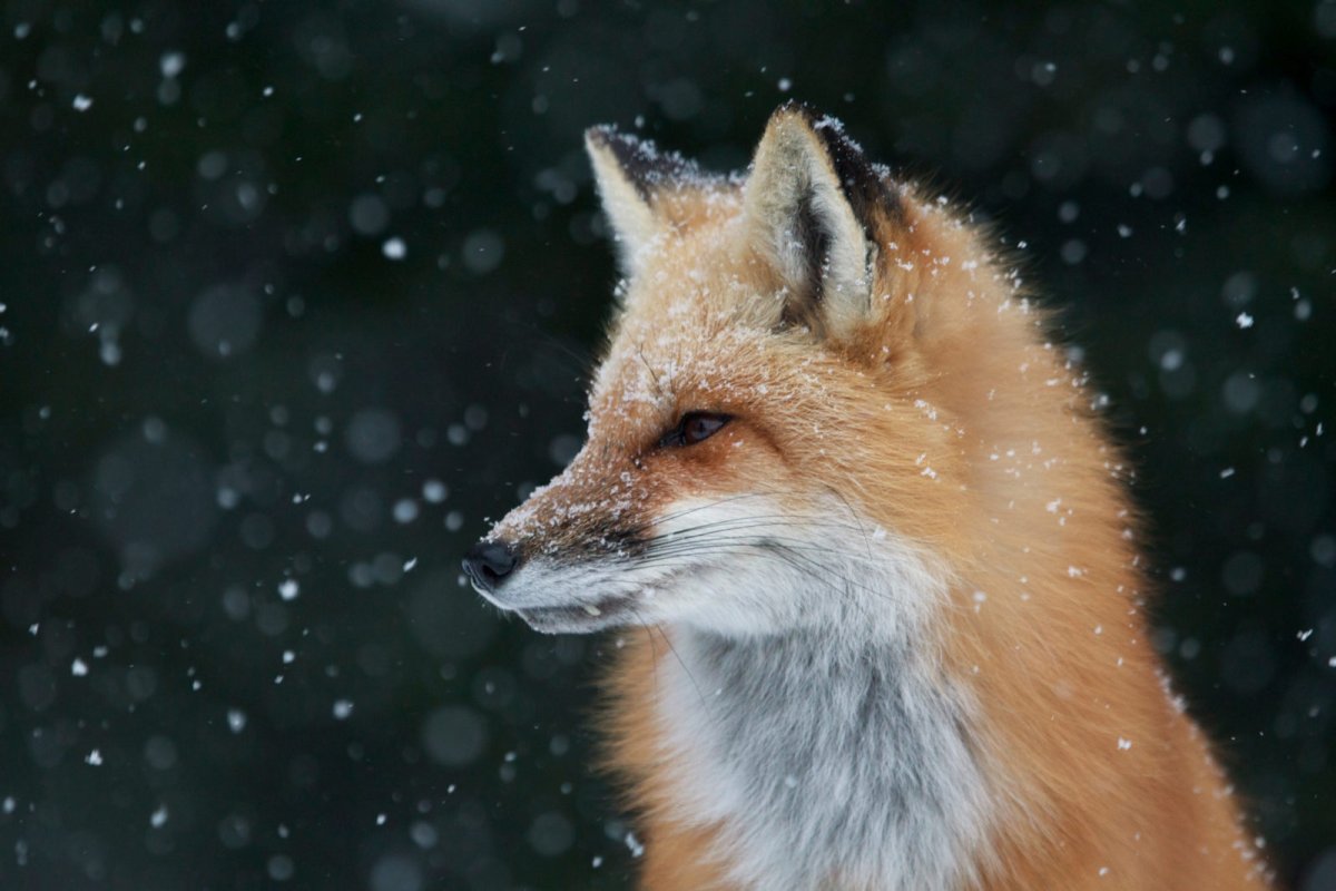 Лиса Джунипер в Инстаграм