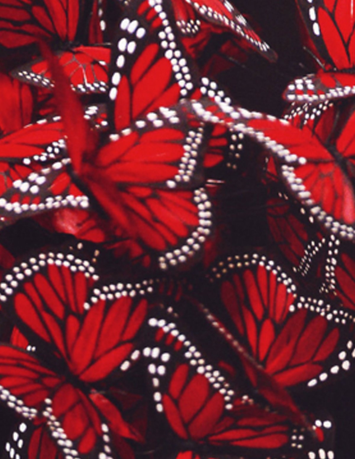 Красные бабочки Эстетика