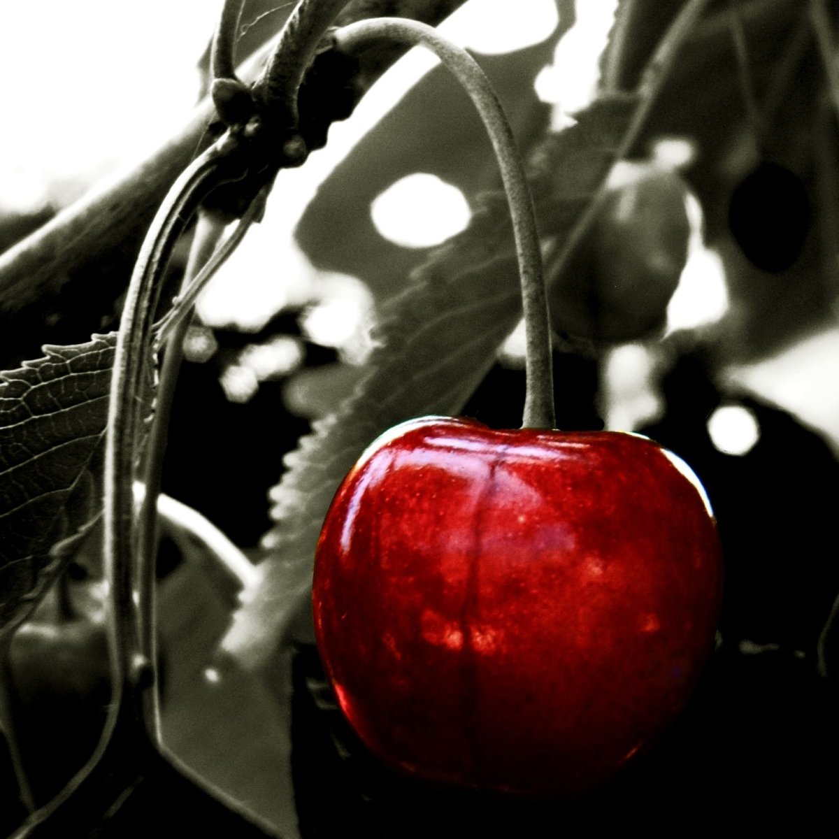 Вишня на черном фоне