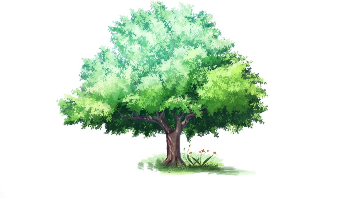 Красивое дерево на прозрачном фоне