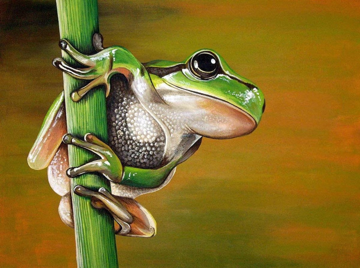 Лягушка на бамбуке