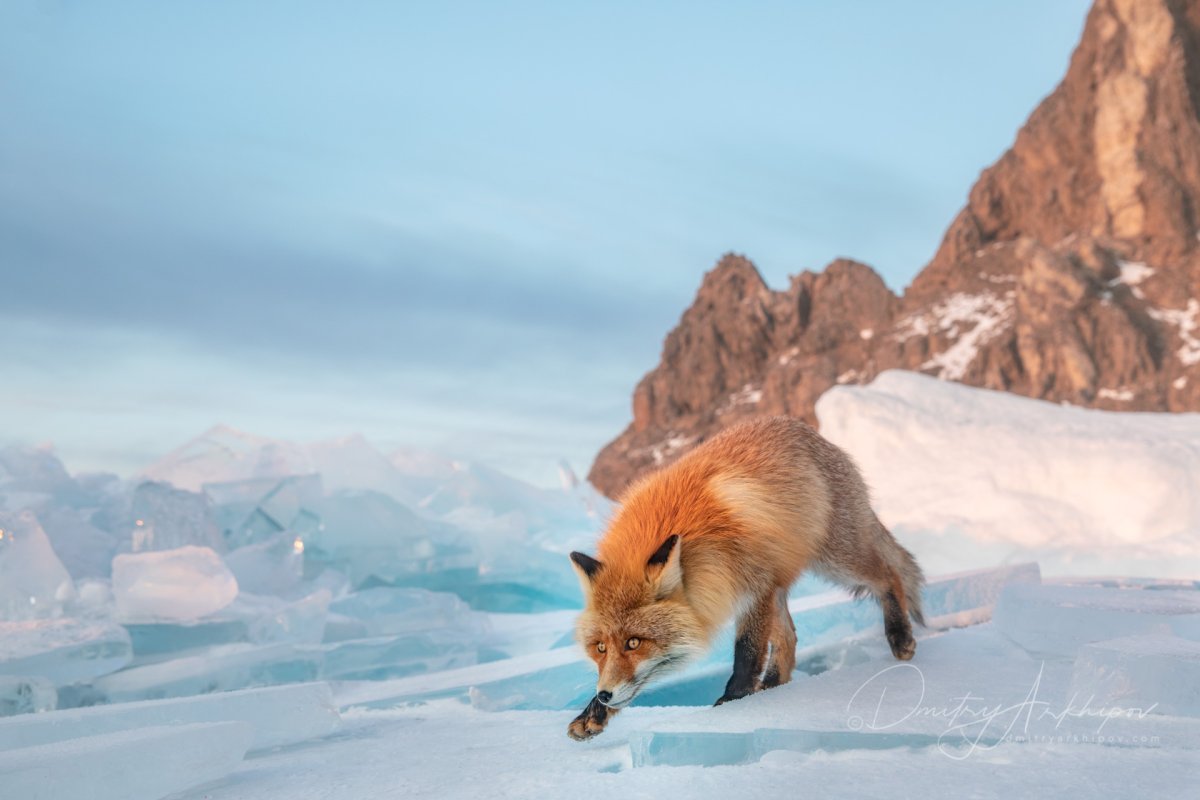 Обитатели острова Ольхон