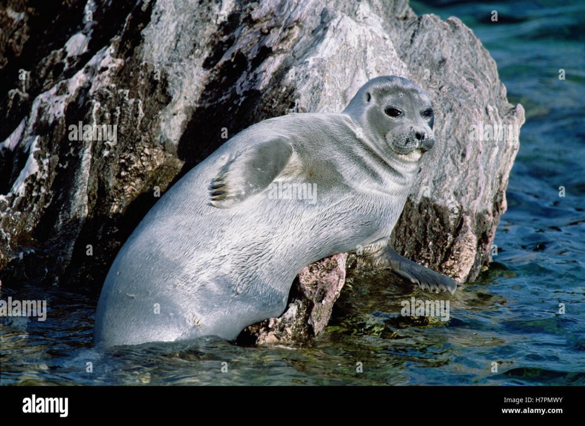 Обитатели озера Байкал