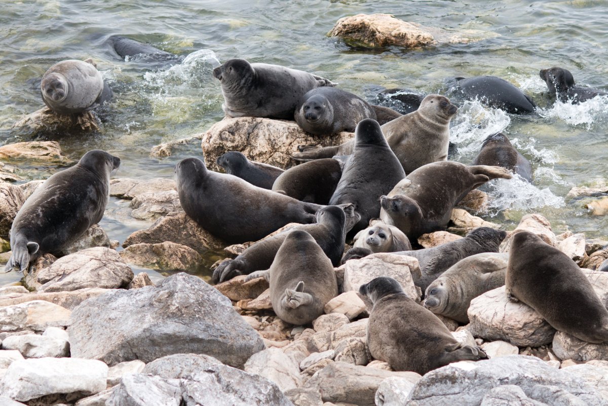 Байкальский заповедник Нерпа
