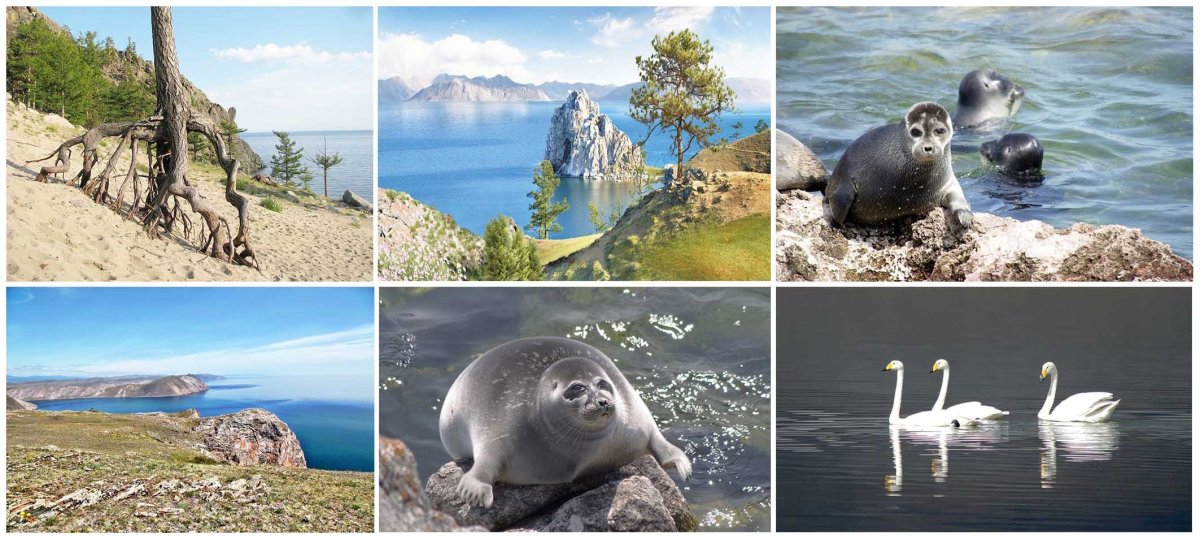 Картинки байкала животные