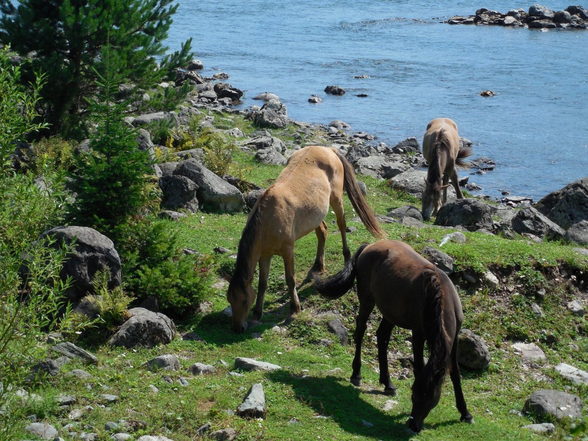 Фауна Телецкого озера
