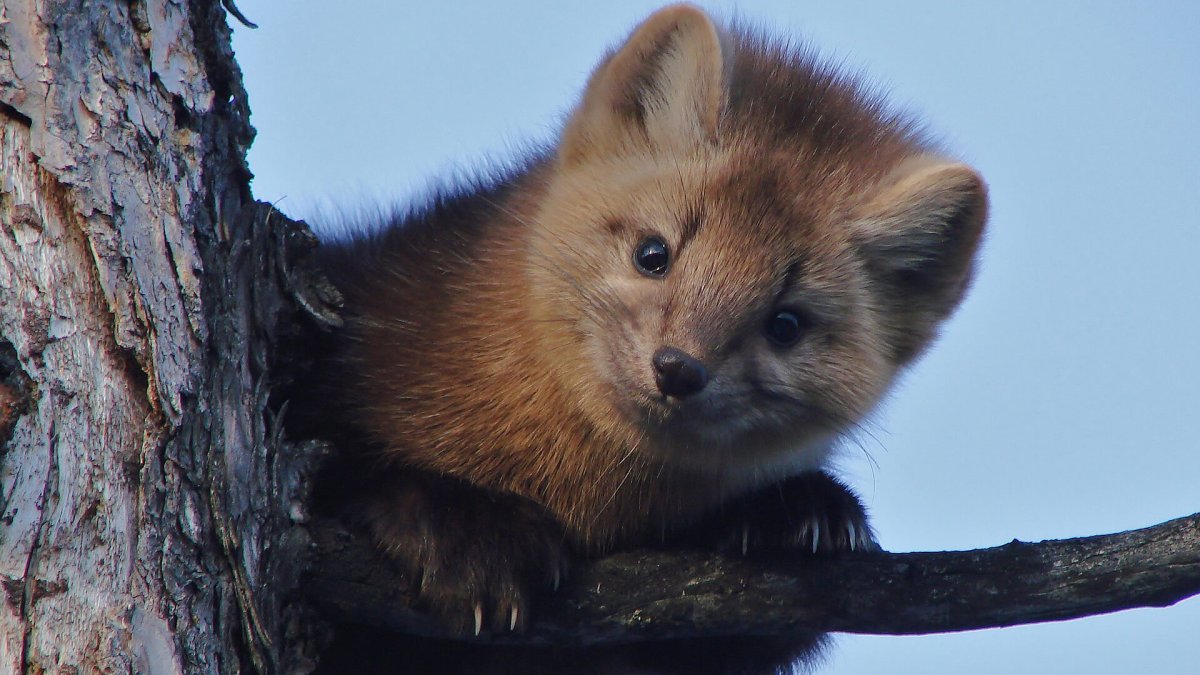 Байкальский заповедник Баргузинский Соболь