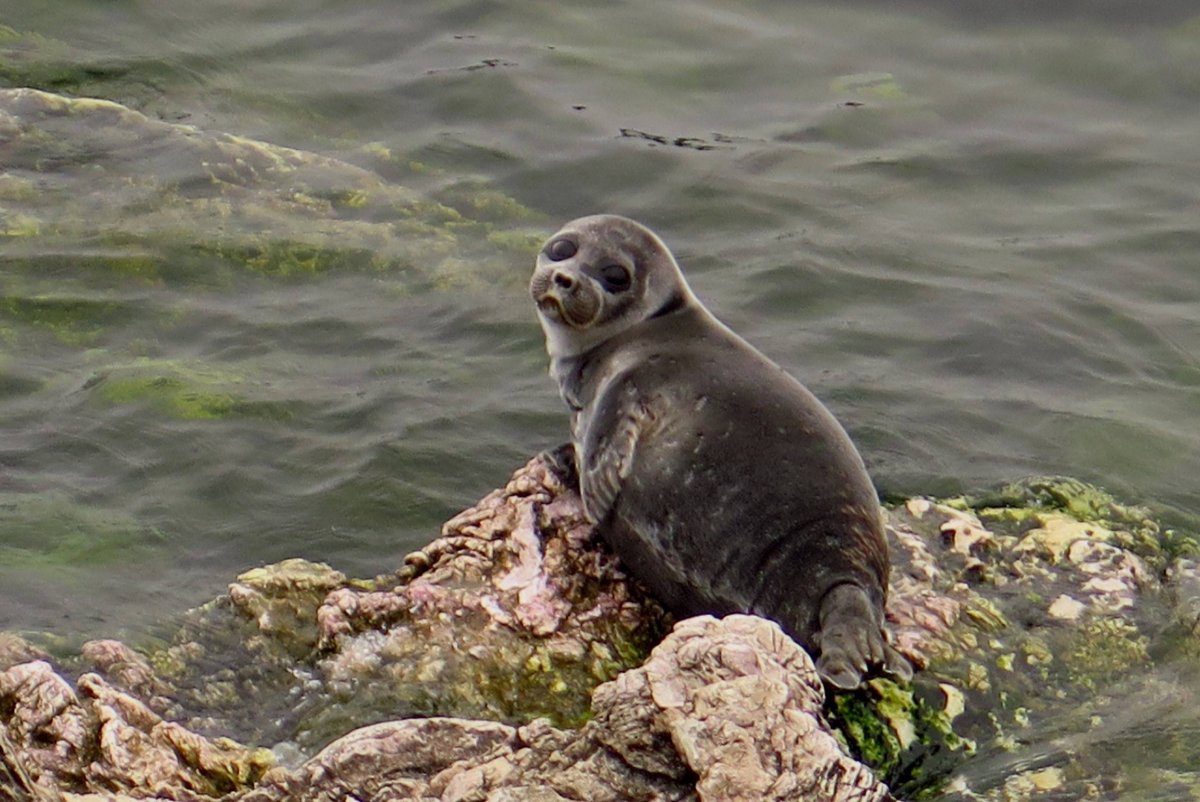 Тюлень Нерпа Байкал