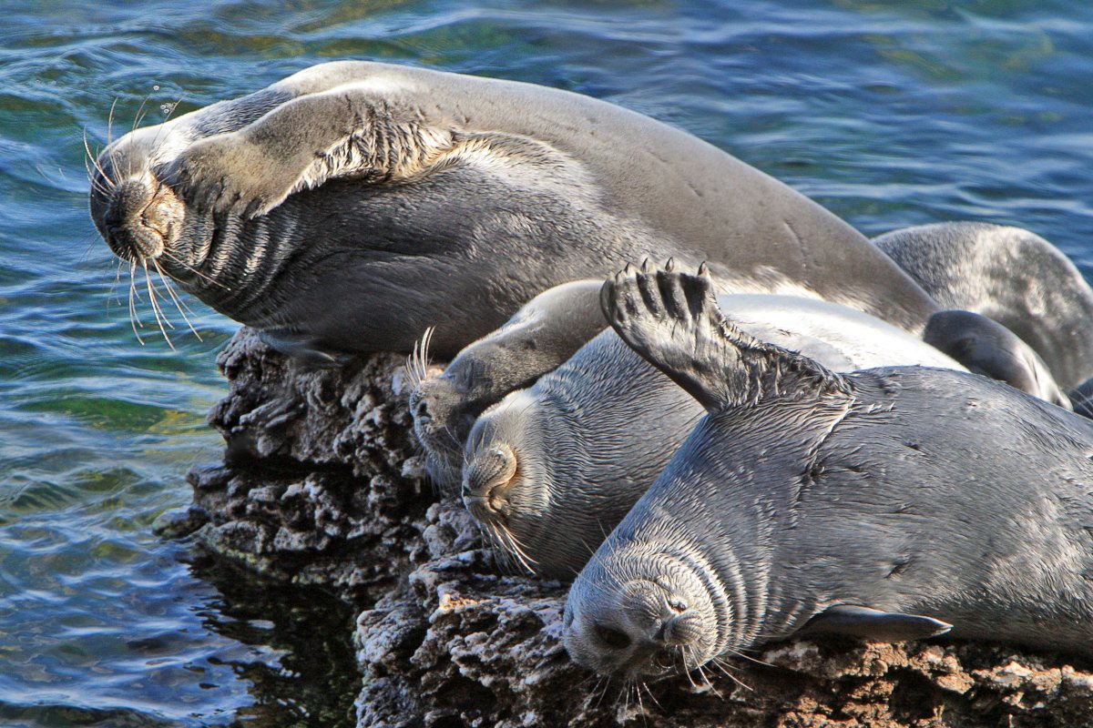 Забайкальский национальный парк нерпы