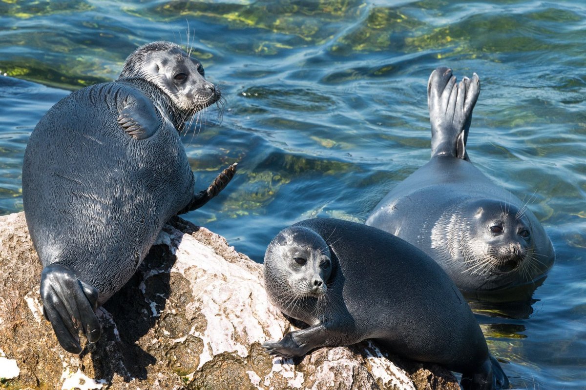 Тюлень Нерпа Байкал