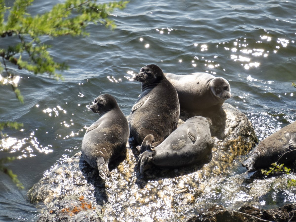 Ладожская кольчатая Нерпа