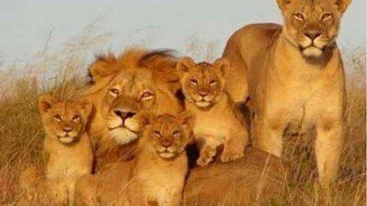 Львица с 3 львятами