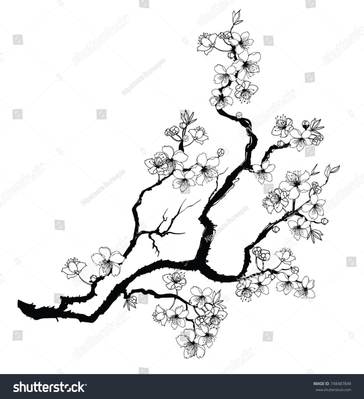 Дерево Сакуры эскиз чб