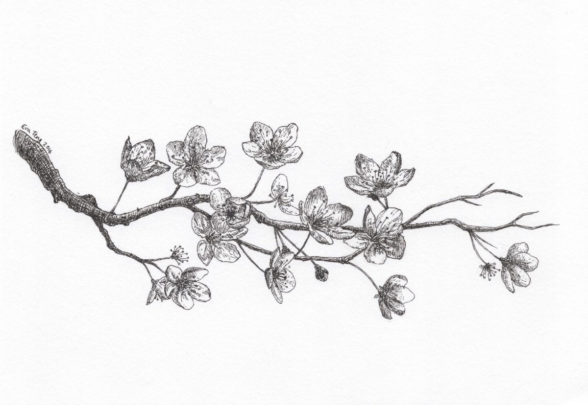 Гойче Сакура