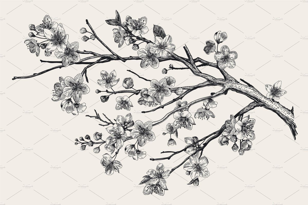 White Cherry Blossom Botanical illustration