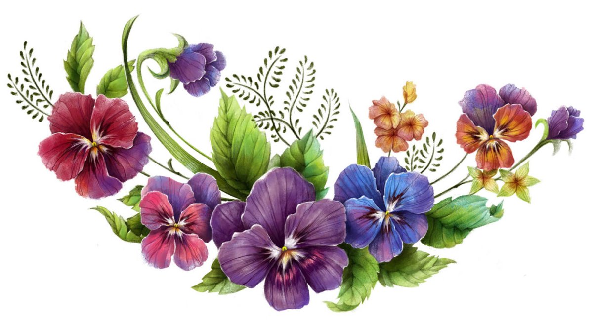 Анютины глазки на прозрачном фоне