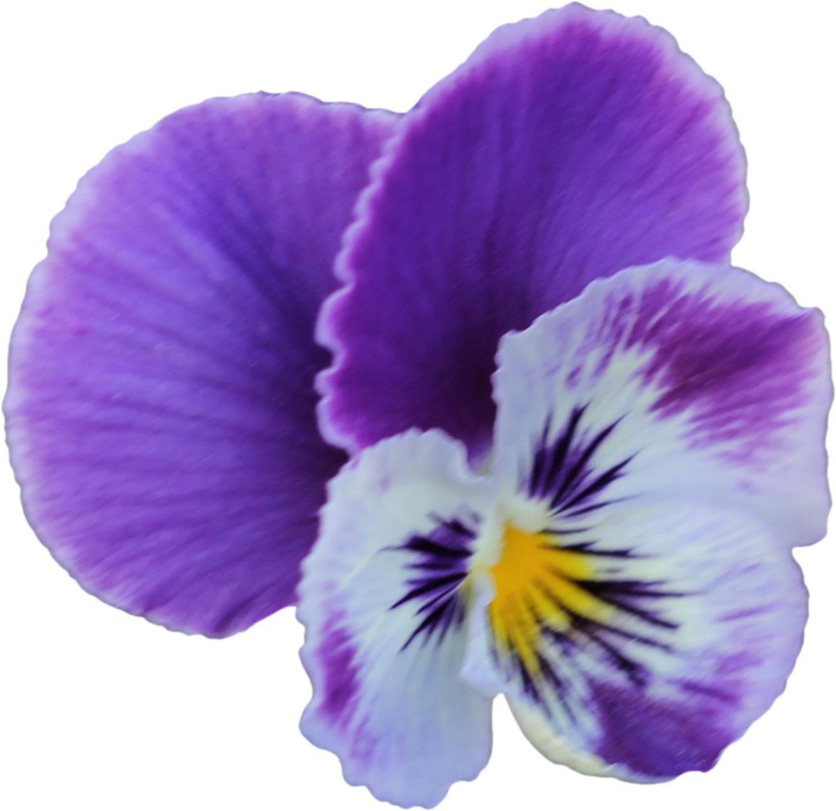 Фиалка на прозрачном фоне