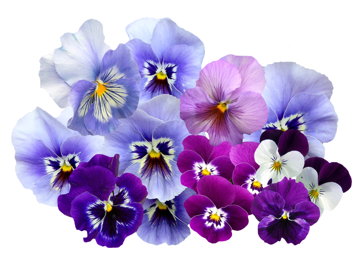 Анютины глазки