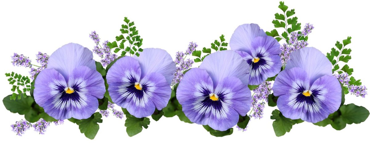 Цветы фиалки на прозрачном фоне