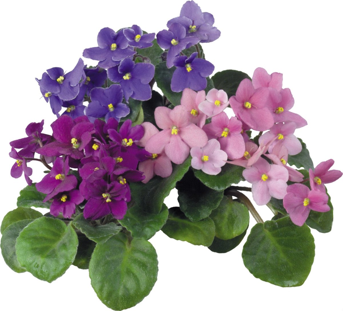 Фиалка сенполия