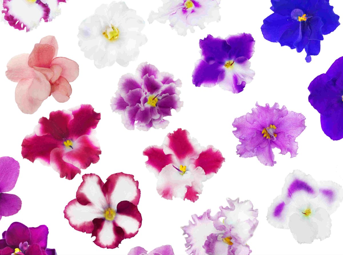 Фиалки разных цветов