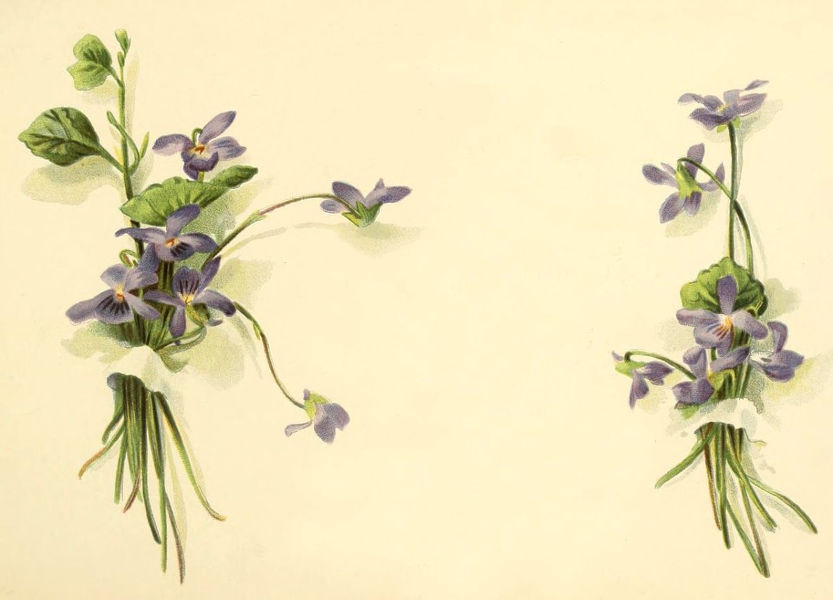 Фоны для декупажа фиалки