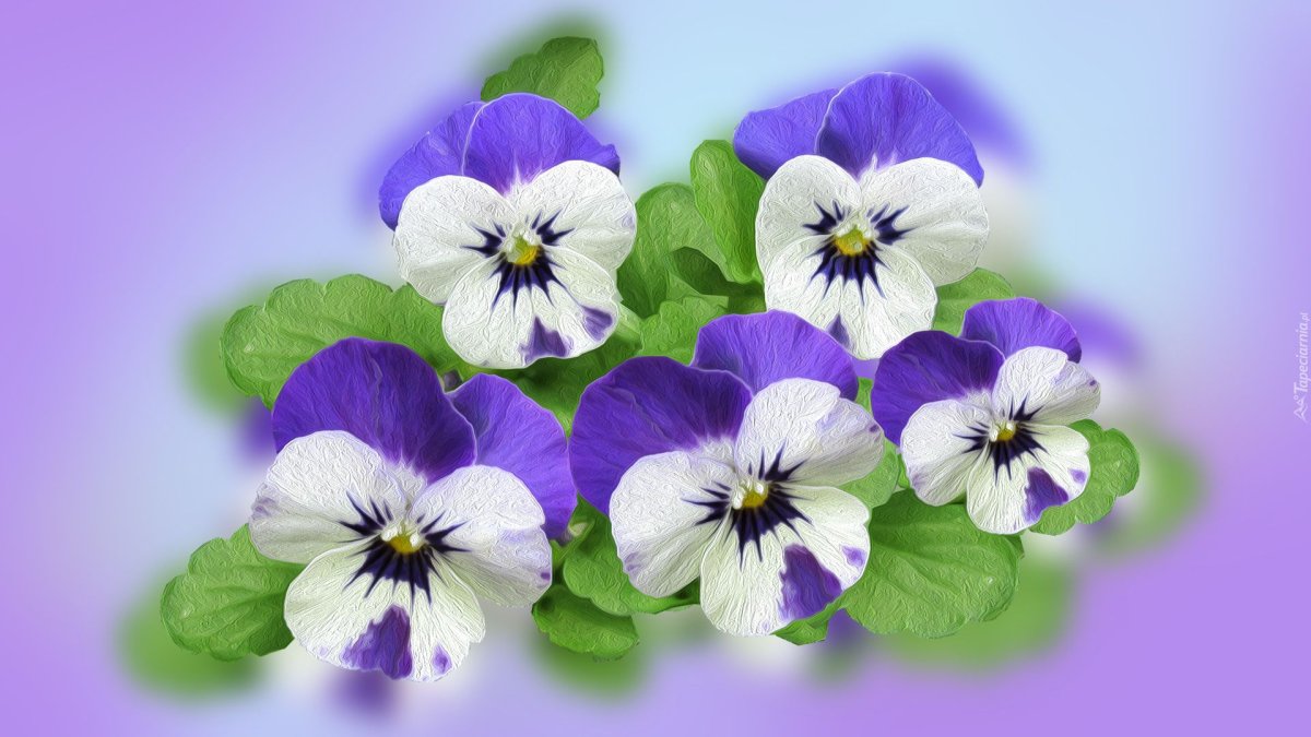 Анютины глазки