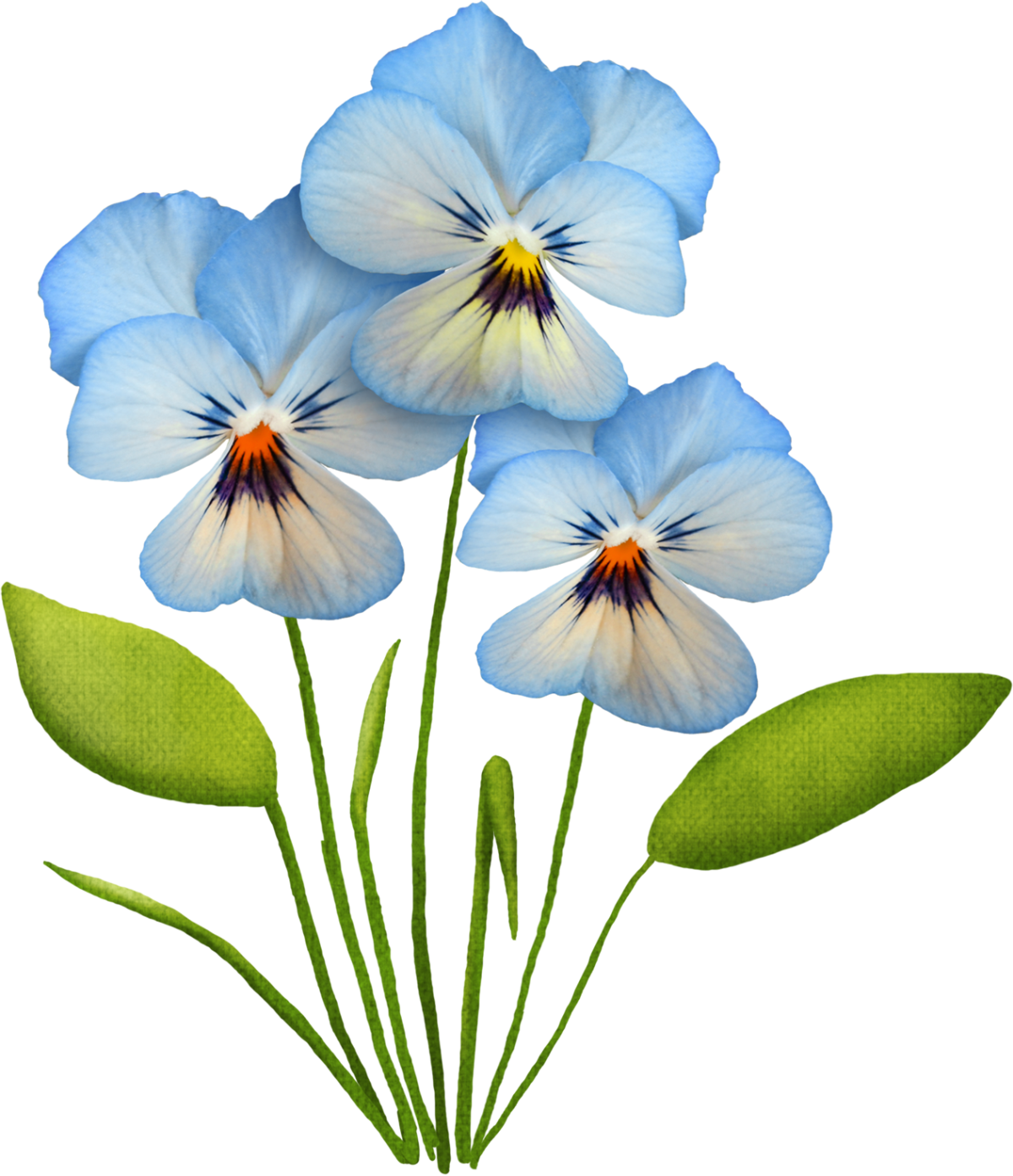 Анютины глазки вектор