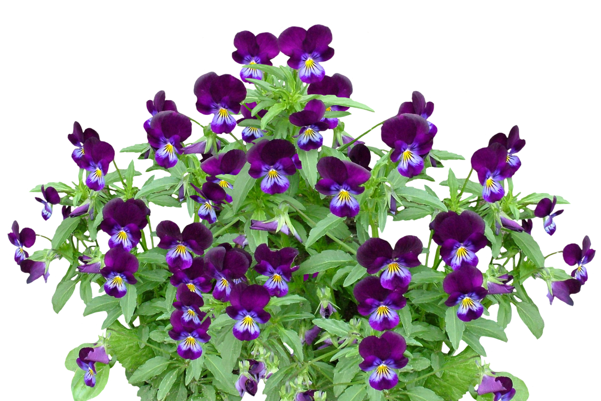 Вербена с анютиными глазками