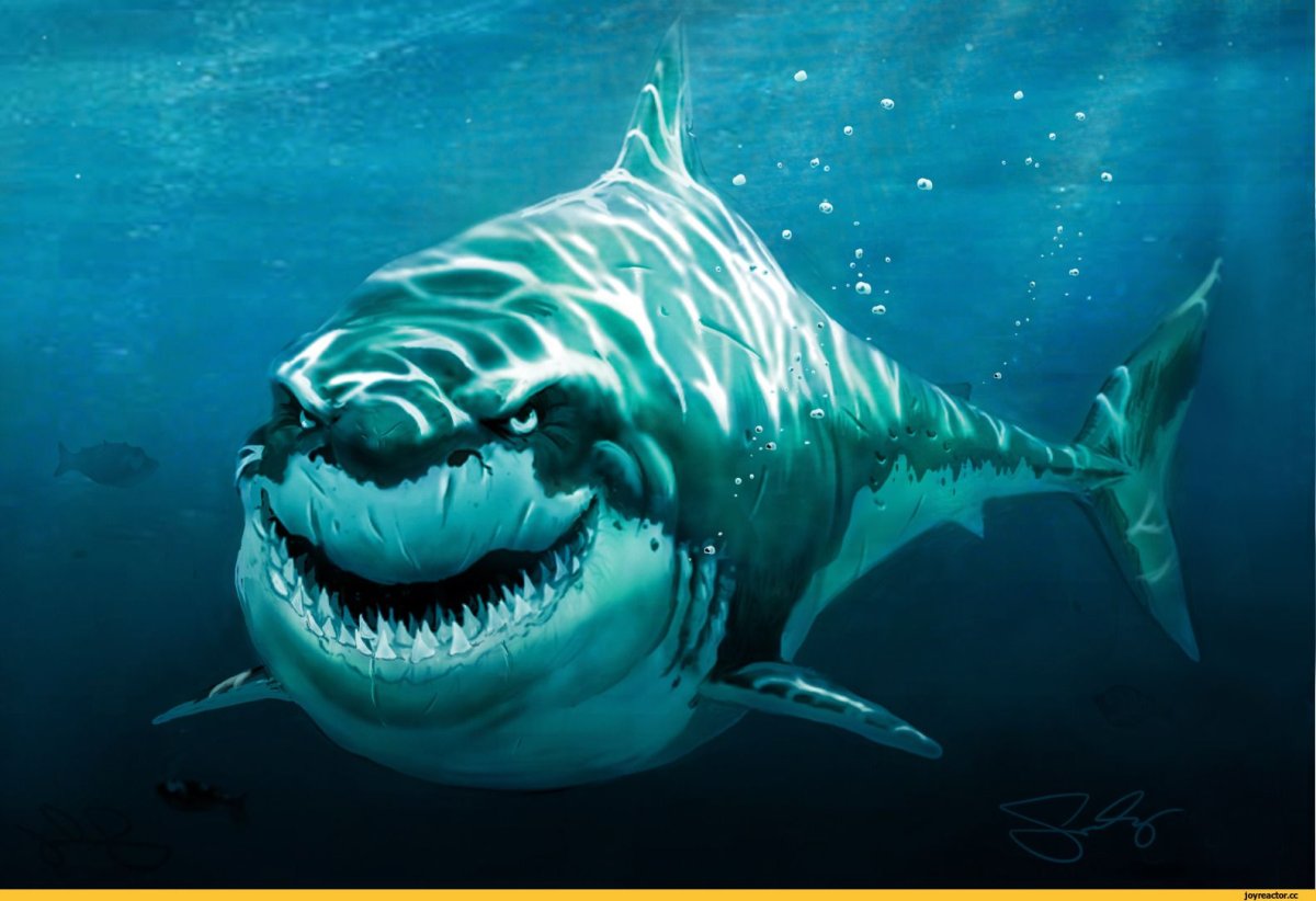 Красивые акулы