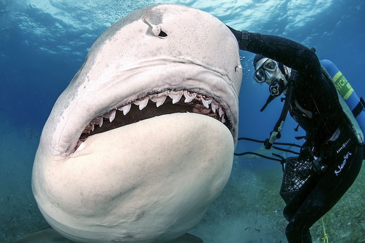 Тигровая акула и человек