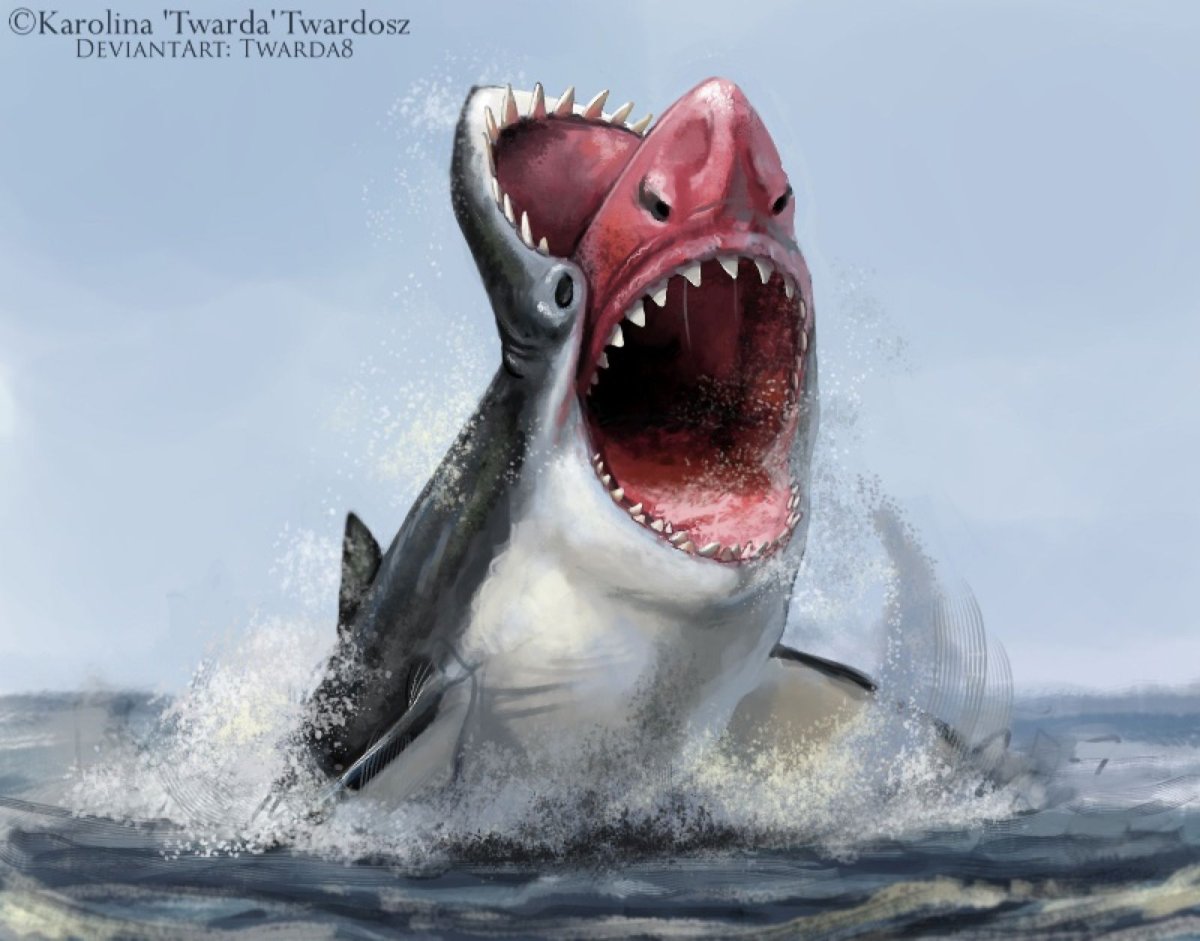 Смешные акулы на аву