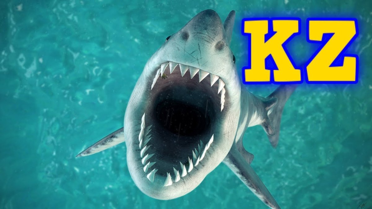 Акула вид сверху